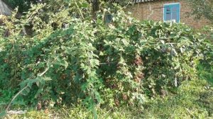 Старый, отличный сорт - ежевика Торн Фри. Высокоурожайный и сильнорослый