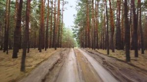 Осенний лес 4K