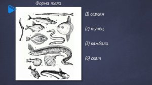 7 класс - Биология - Места обитания и внешние строение рыб