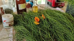 ОТЁКИ НОГ. Хвощ полевой.