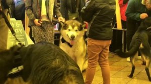 GENTLE GIANT DOG CONTEST - ALASKAN MALAMUTE