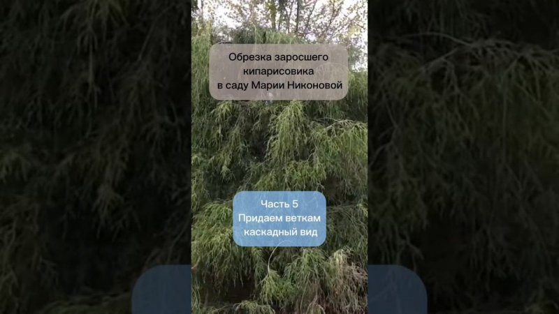 Обрезка заросшего кипарисовика в саду Марии Никоновой. Часть 5. Придаем веткам каскадный вид.