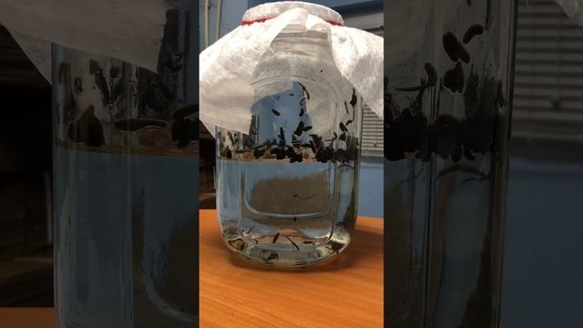 Медицинские пиявки после смены воды