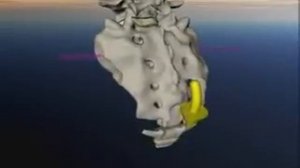 Крестец. Краниосакральный ритм движения крестца - вид  сзади