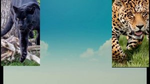 черная пантера против ягуар