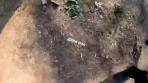 отрывок из телеграмма [МАНИФЕСТ] ШКОЛЬНИК УКРАЛ ПИСТОЛЕТ У ПОЛИЦЕЙСКОГО