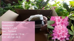 Распаковка посылки из интернет-гипермаркета "Русский Огород"