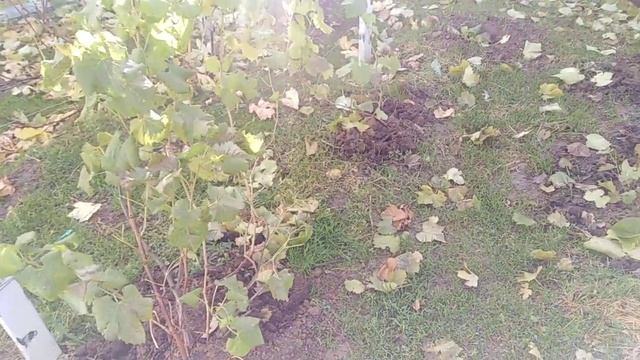 Начало обрезки винограда, ноябрь Подмосковья смотреть онлайн