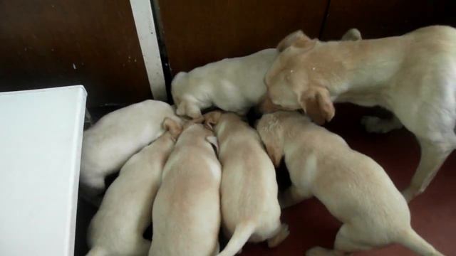 щенки лабрадора - ретривера