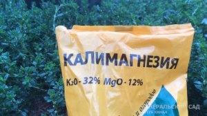 Огромная Картошка вырастает после этого Осеннего Удобрения! Заправьте в землю под картофель с Осени