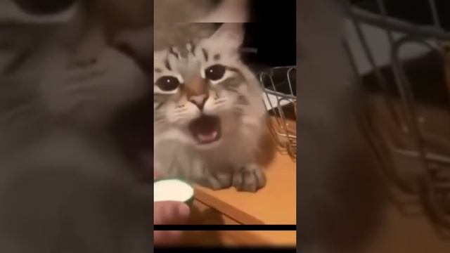 Смешные коты #shorts
