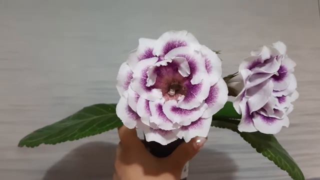 Глоксиния АК-Аметистовый Перстень смотреть онлайн