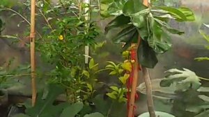 Инжир в Подмосковье 14.07.2021, развитие кустов в теплице и откр грунте, первые ягод. Сад Копейки