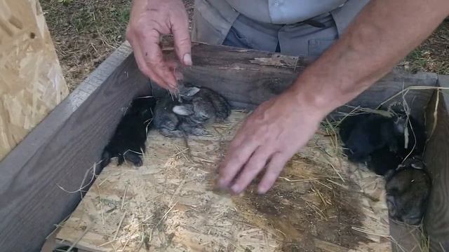 Когда крольчата открывают глаза