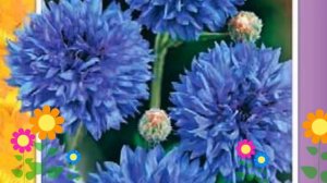 Василек Блю болл (Blue ball). Краткий обзор, описание характеристик, где купить семена