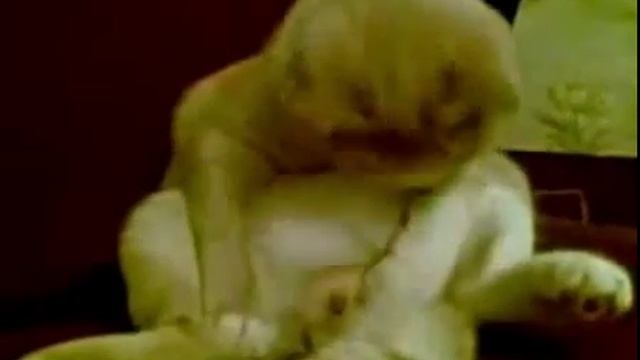 эти смешные и странные животные... смотреть онлайн