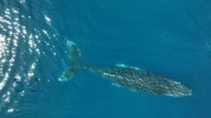 Горбатый кит. Антарктида