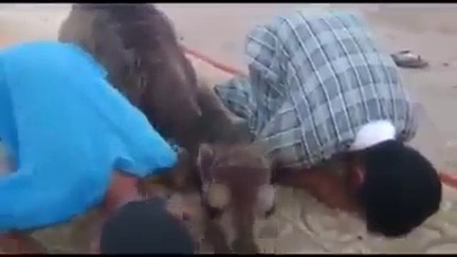 Верблюд принявший Ислам смотреть онлайн