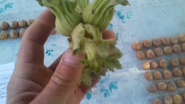 Фундук Трапезунд.Урожай 2021.Пятилетние штамбы. смотреть онлайн