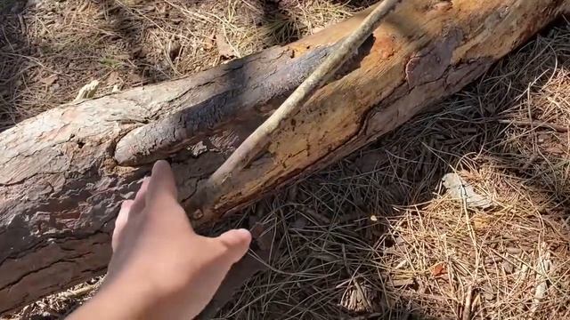 Что ждёт нас в Аргентинском лесу? Энергетический лес в городе Мирамар.