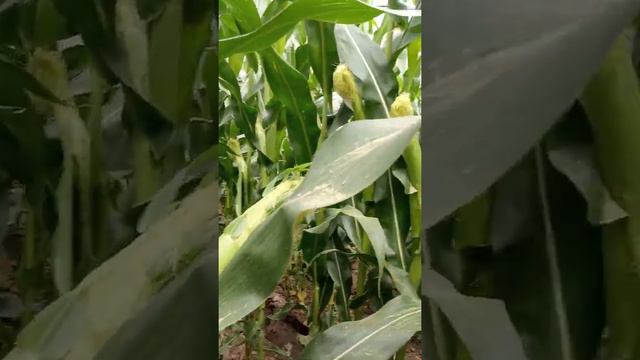 кукуруза после чеснока квс ф390 Кашмир смотреть онлайн