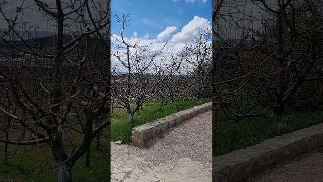 База отдыха на три буквы🤣#pekingese#пекинес#собака#dogs #spitz#шпиц#dogshow #крым#отдых#pomeranian смотреть онлайн