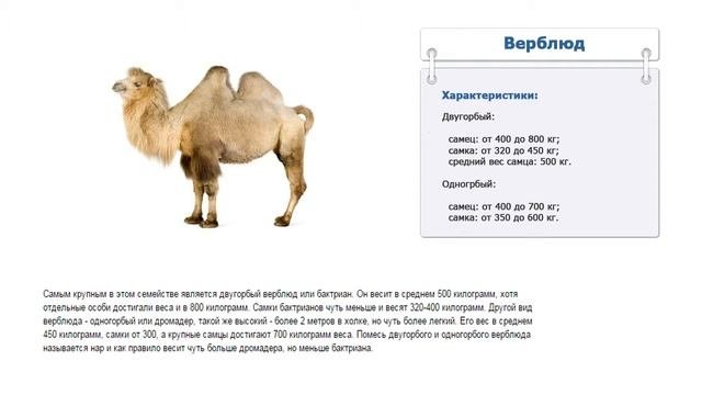 Сколько весит верблюд