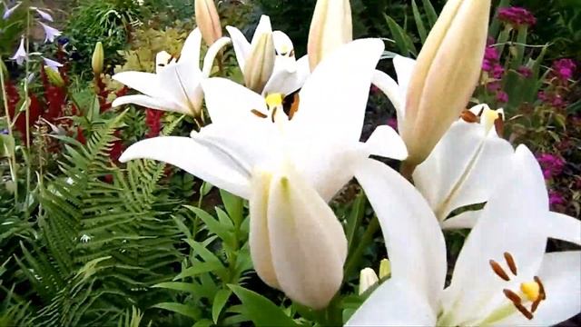 Цветочные уголки моей дачи в селе Талеж МО. Июль 2016. Видеозарисовки... смотреть онлайн