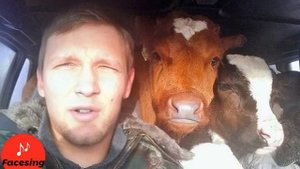 Далеко далеко на лугу пасутся Ко...