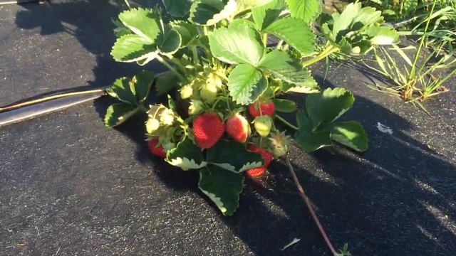 Сорт Флер! На наш взгляд - одна из самых вкусных ягод! смотреть онлайн