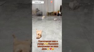 Смешные ролики