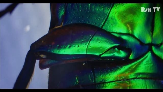 Часть 2.Увеличение х1000 под микроскопом:соль, жук, лампочка/Zoom X1000 under the microscope.