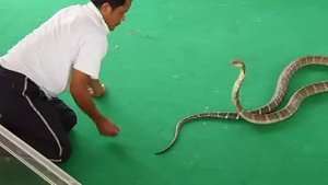 Опасные трюки с ядовитой коброй, Таиланд