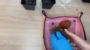 Пересаживаем суккулент Плейоспилос Нели // Replanting "Living Stones" // Живые камни из "Ашана"