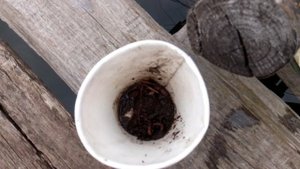 Щука на живца поплавочной удочкой. Рыбалка на поплавочку.