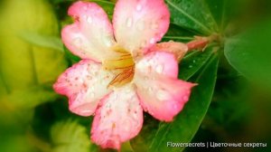 АДЕНИУМ УХОД В ДОМАШНИХ УСЛОВИЯХ. ОТВЕТЫ НА ВСЕ ВОПРОСЫ | flowersecrets