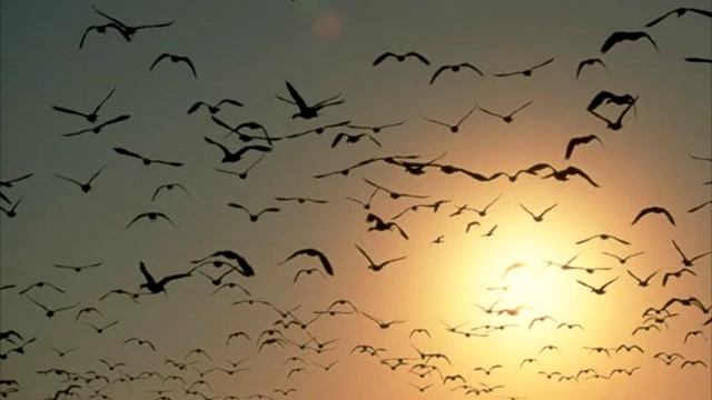 Птицы одной стаи смотреть онлайн