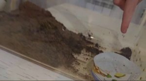 Улитка - ахатина. Содержание и уход