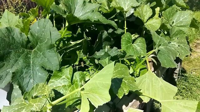 Что делать со скошенной травой на участке? Ответ: в компост! смотреть онлайн