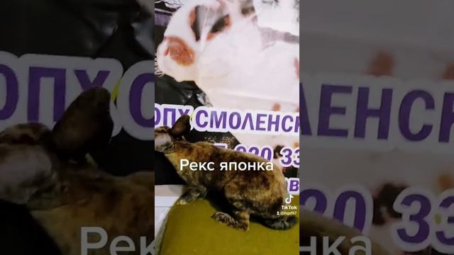 кролик Рекс японского окраса, самка, 5 месяцев.