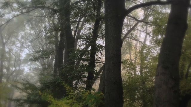 Этот Мир Придуман Не Нами - Мир Глазами Друзей - Relax Music Video смотреть онлайн