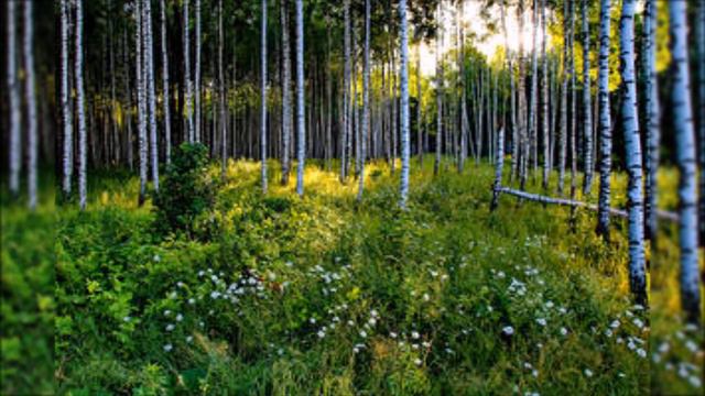 Березы Арсений Радужный смотреть онлайн