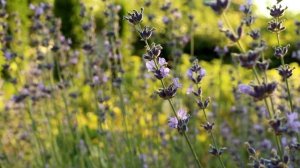 Куда посадить лаванду? Мой эксперимент. Лаванда в тени.