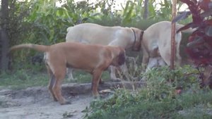 MASTIFF Английский МАСТИФ