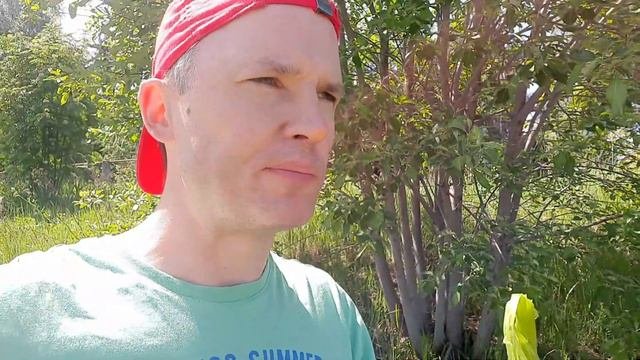 Можно ли есть купырь? Как выглядит купырь?