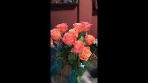 Роза Декора (Decora) Эквадорский сорт Обзор