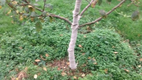 113.САД. Предзимняя обработка САДА от вредителей и болезней. Подготовка к зиме.