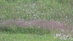 Прослезилось небо Александр Закшевский