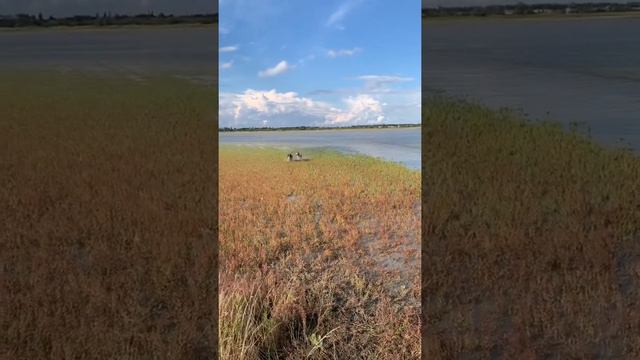 Бретонский эпаньол и английский спрингер спаниель Бэка смотреть онлайн