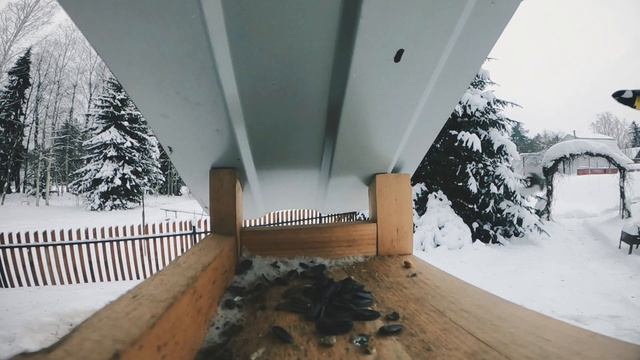 Птица - Синица смотреть онлайн